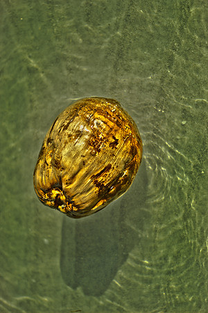 Gravity Coconut