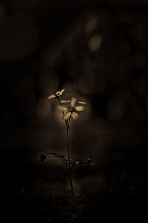 Artist Angelo Halk