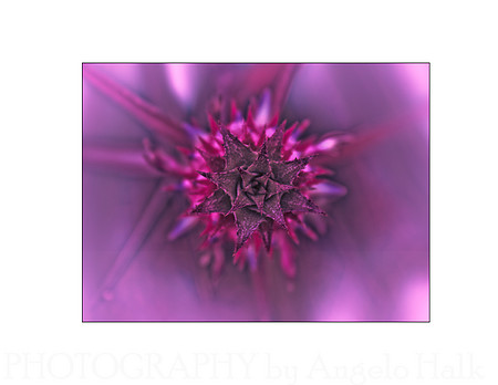 Pink Pineapple