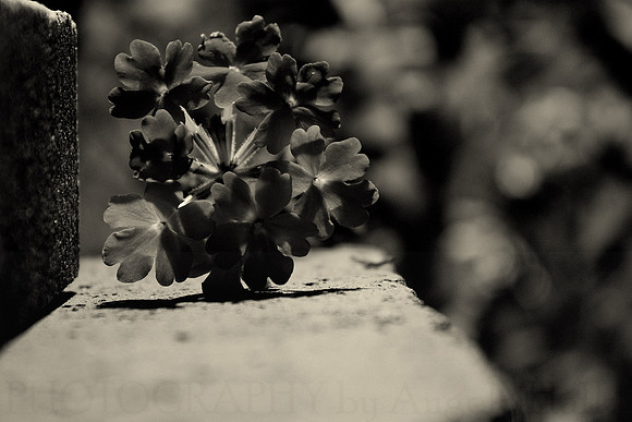 Walking Flower