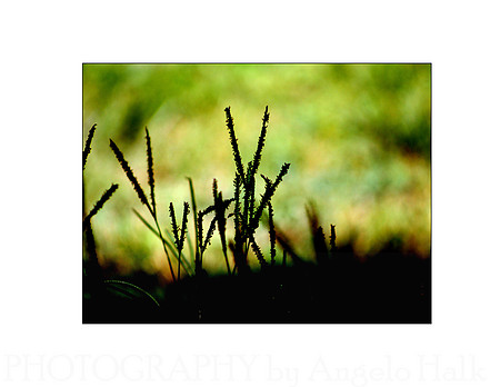 Shadow Grass