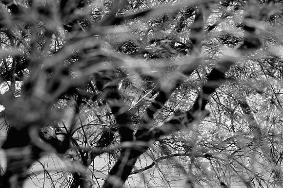 Branches Through Trees