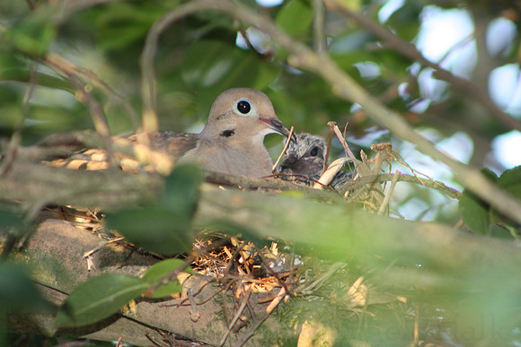 Two In A Nest